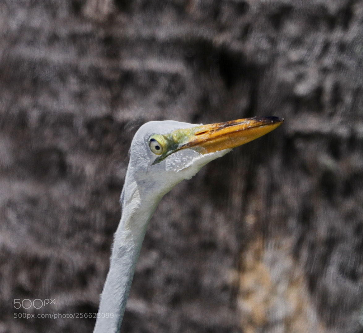 Canon EOS-1D X Mark II sample photo. 05-05-18-0016239.jpg photography