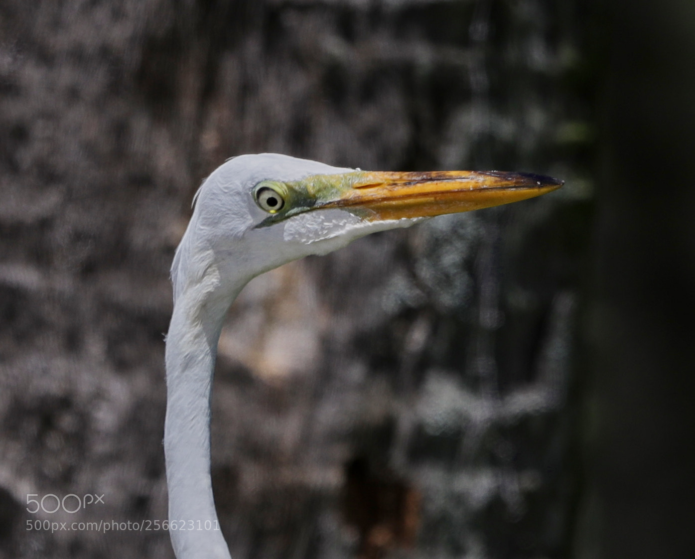 Canon EOS-1D X Mark II sample photo. 05-05-18-0016237.jpg photography