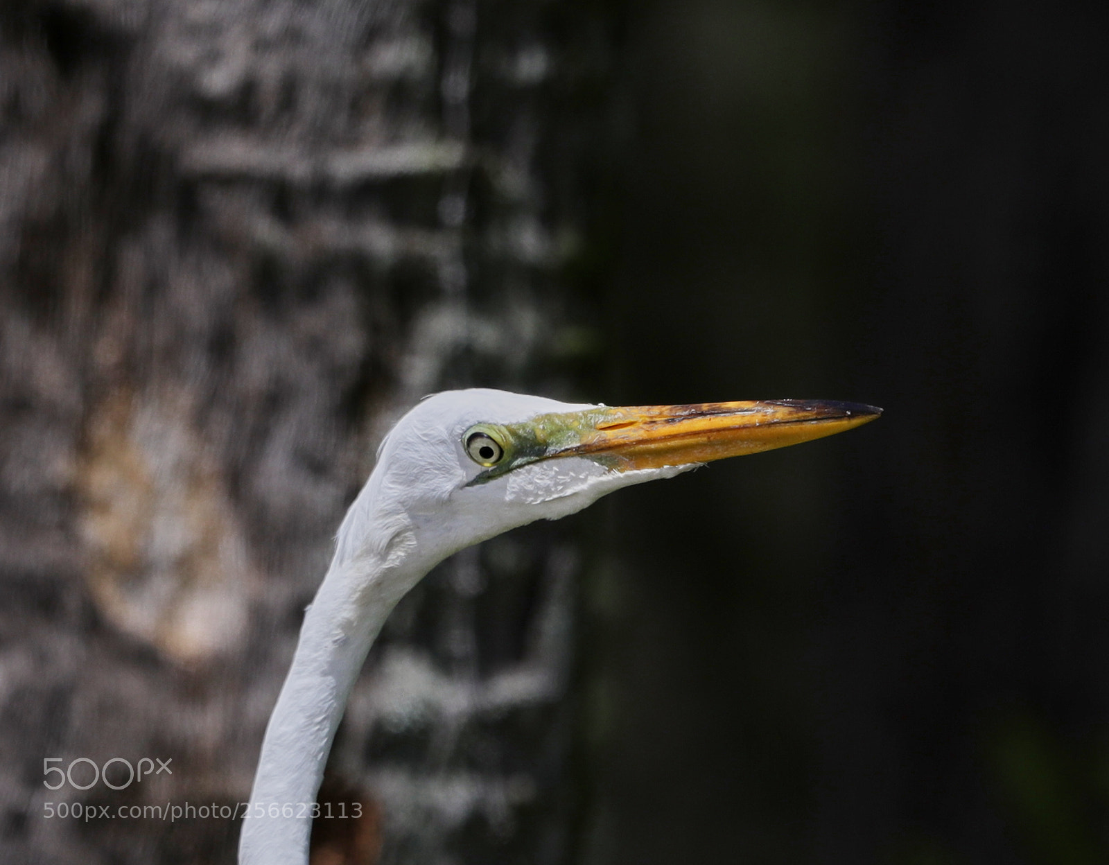 Canon EOS-1D X Mark II sample photo. 05-05-18-0016236.jpg photography