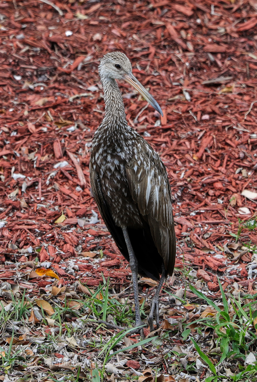 Canon EOS-1D X Mark II sample photo. 05-05-18-0016234.jpg photography