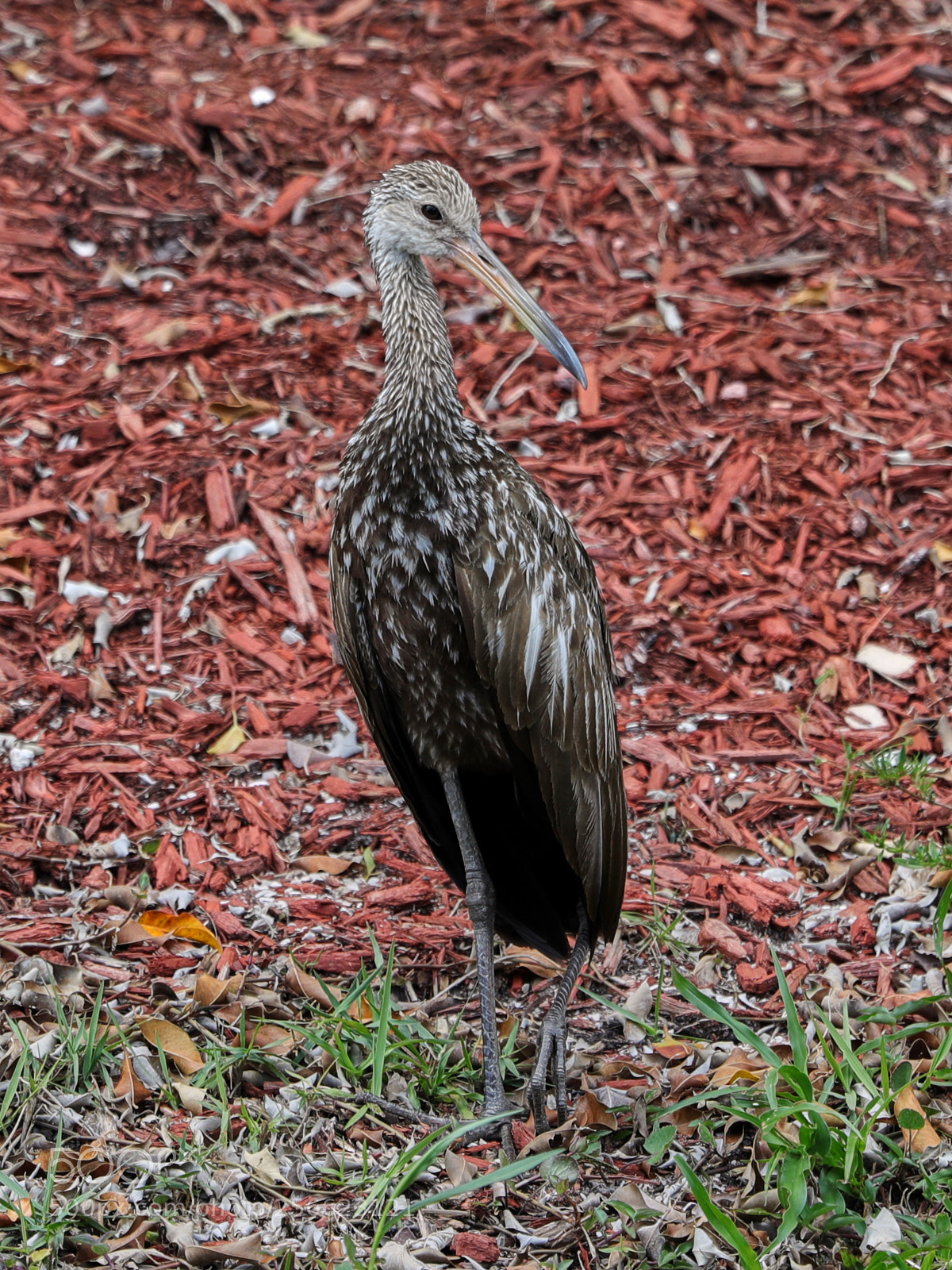 Canon EOS-1D X Mark II sample photo. 05-05-18-0016233.jpg photography