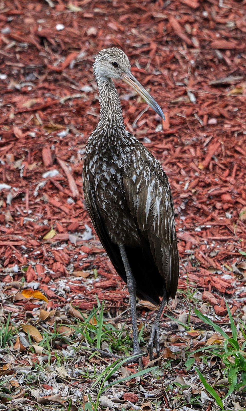 Canon EOS-1D X Mark II sample photo. 05-05-18-0016232.jpg photography