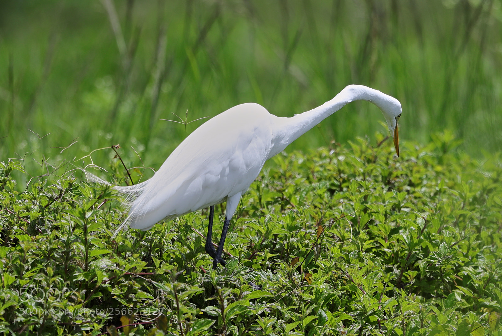 Canon EOS-1D X Mark II sample photo. 05-05-18-0016226.jpg photography