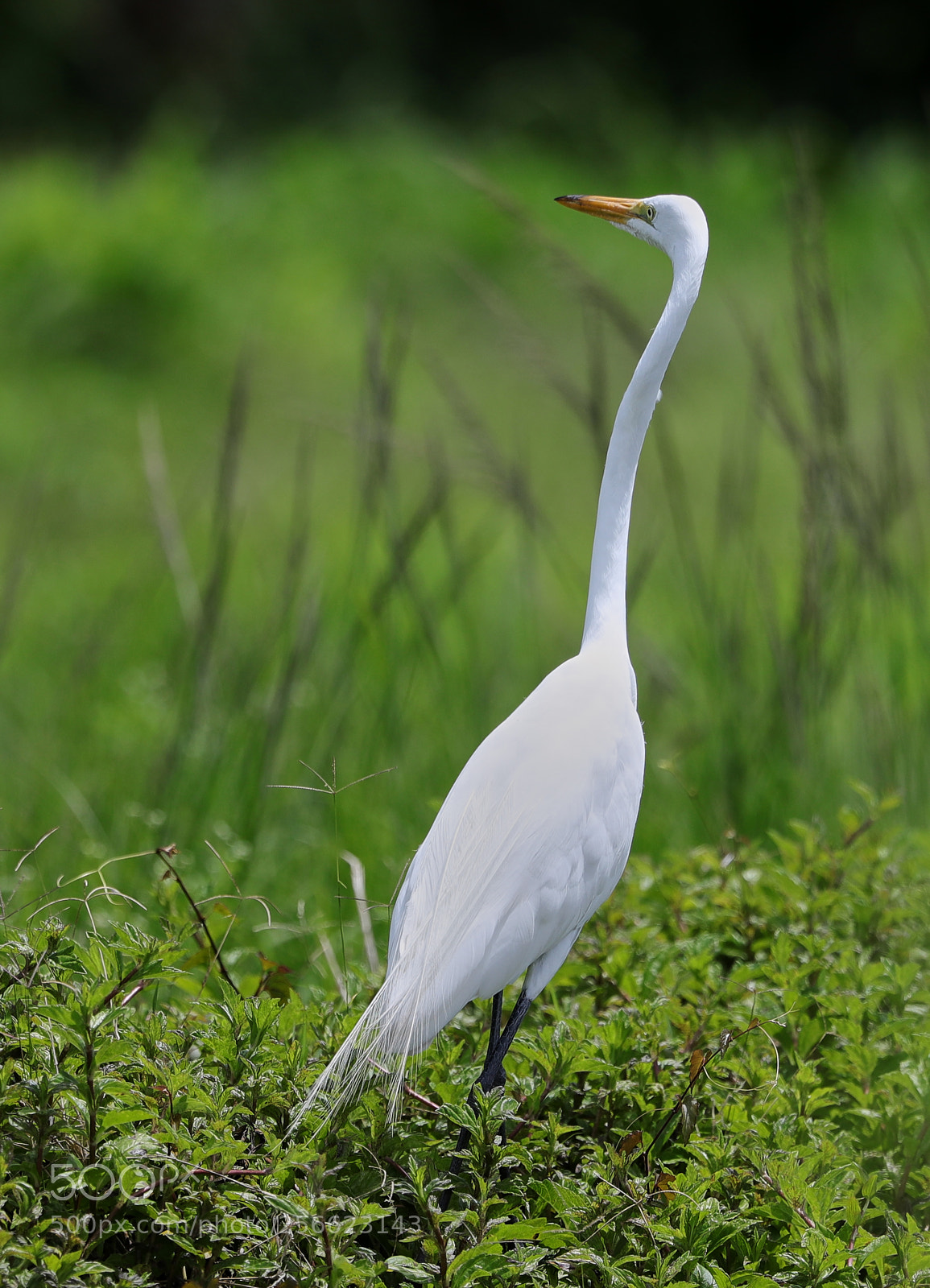 Canon EOS-1D X Mark II sample photo. 05-05-18-0016225.jpg photography