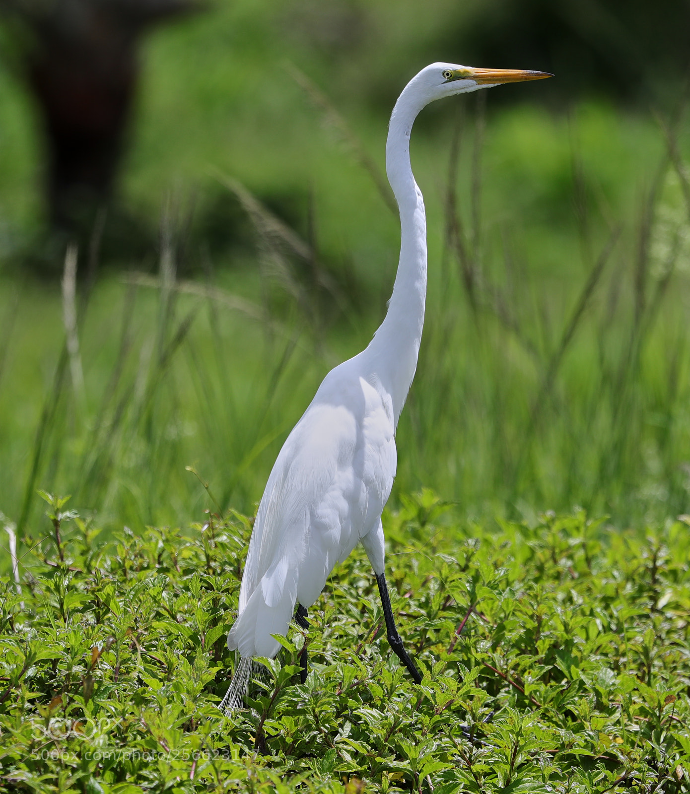 Canon EOS-1D X Mark II sample photo. 05-05-18-0016222.jpg photography