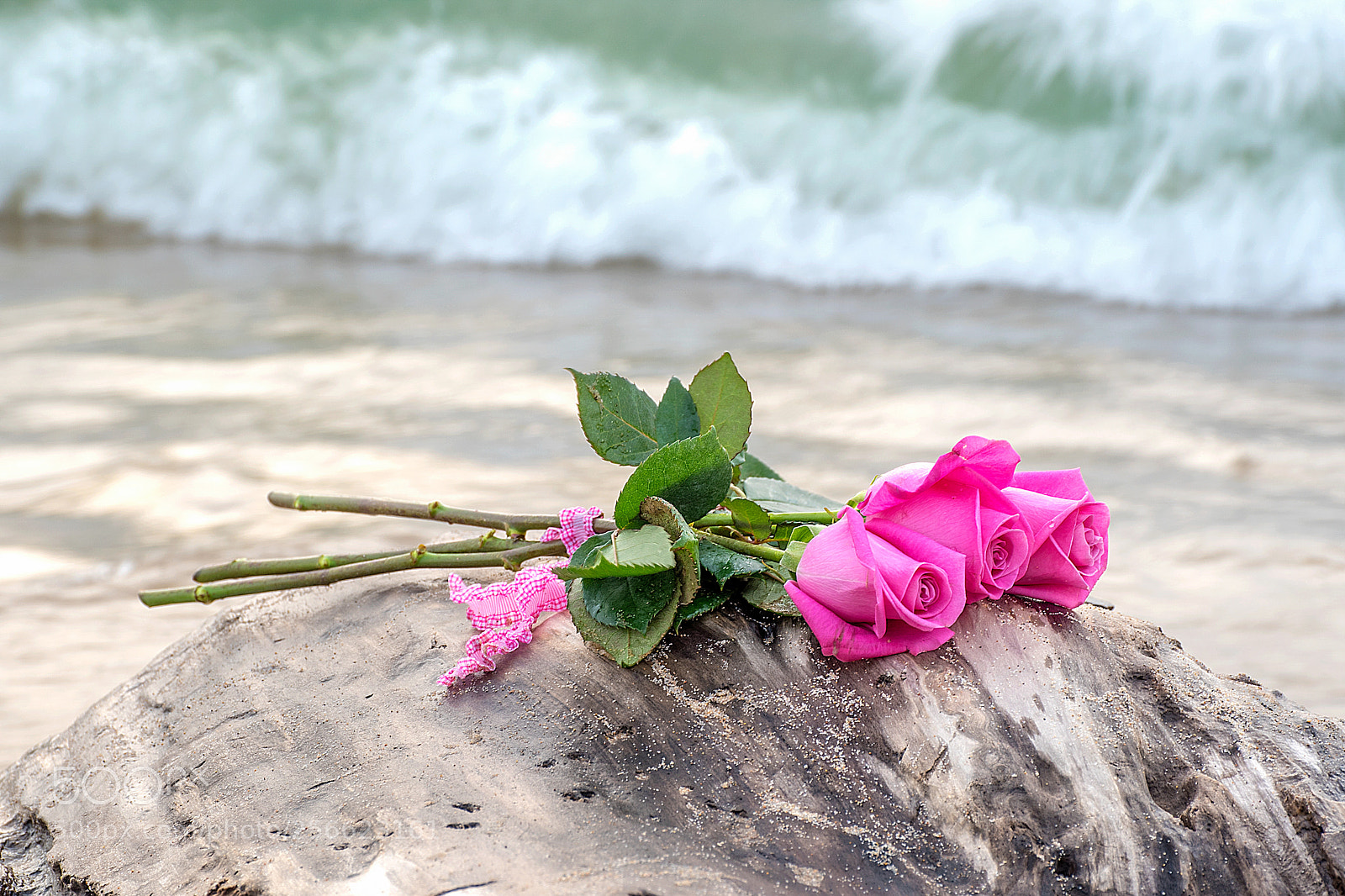 Nikon D750 sample photo. Pink roses on driftwood photography