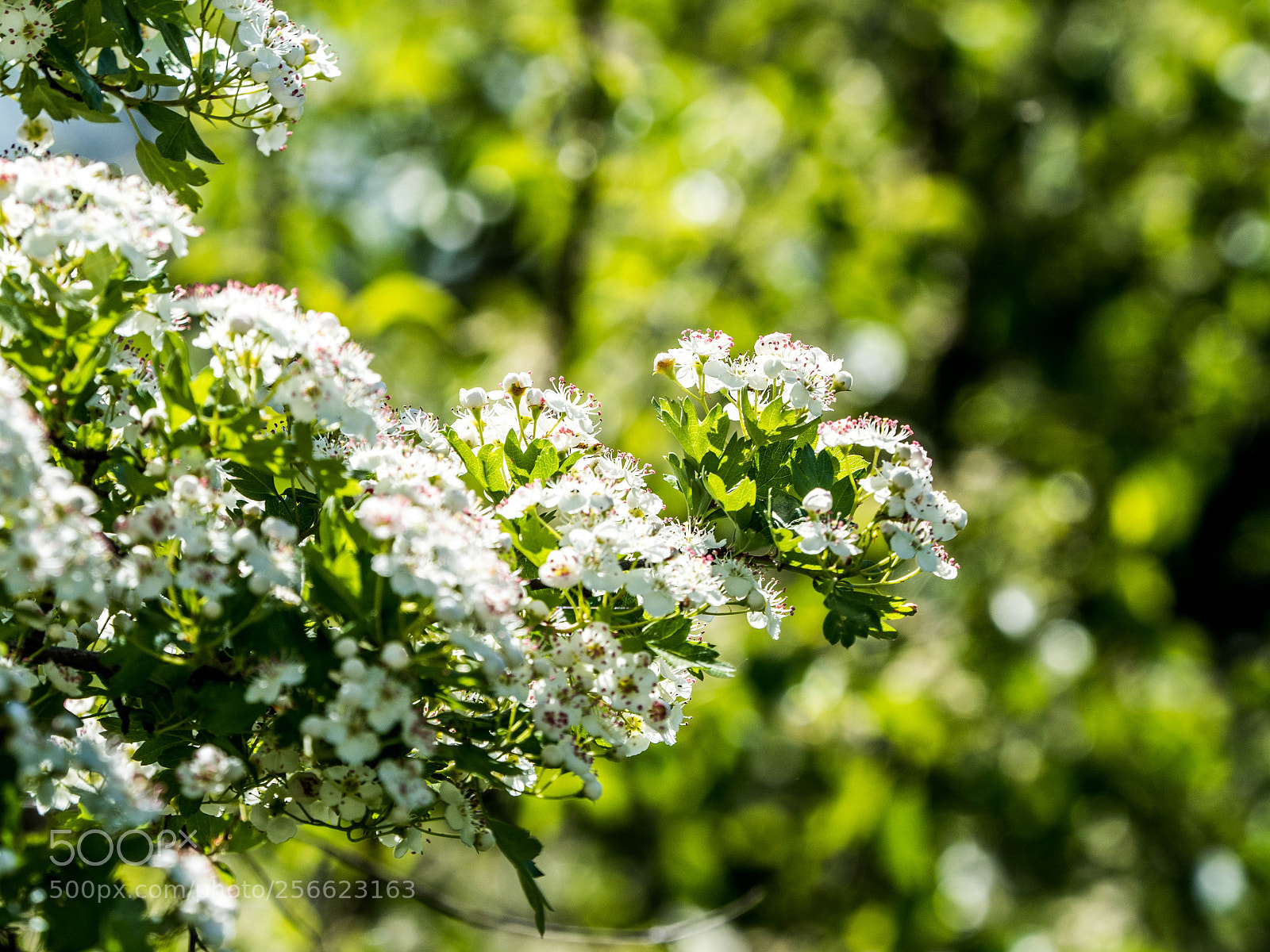 Olympus OM-D E-M5 II sample photo. Olympus digital camera photography