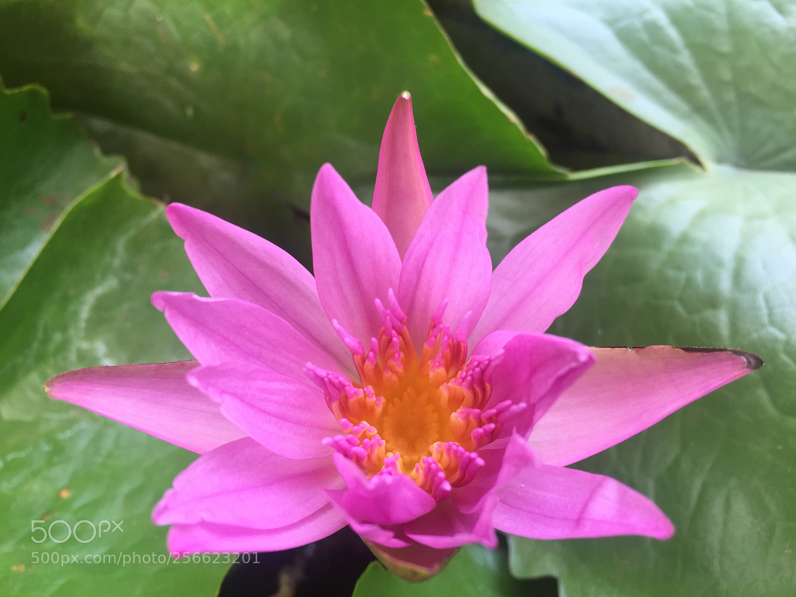 Apple iPhone 6 sample photo. Lotus!! photography