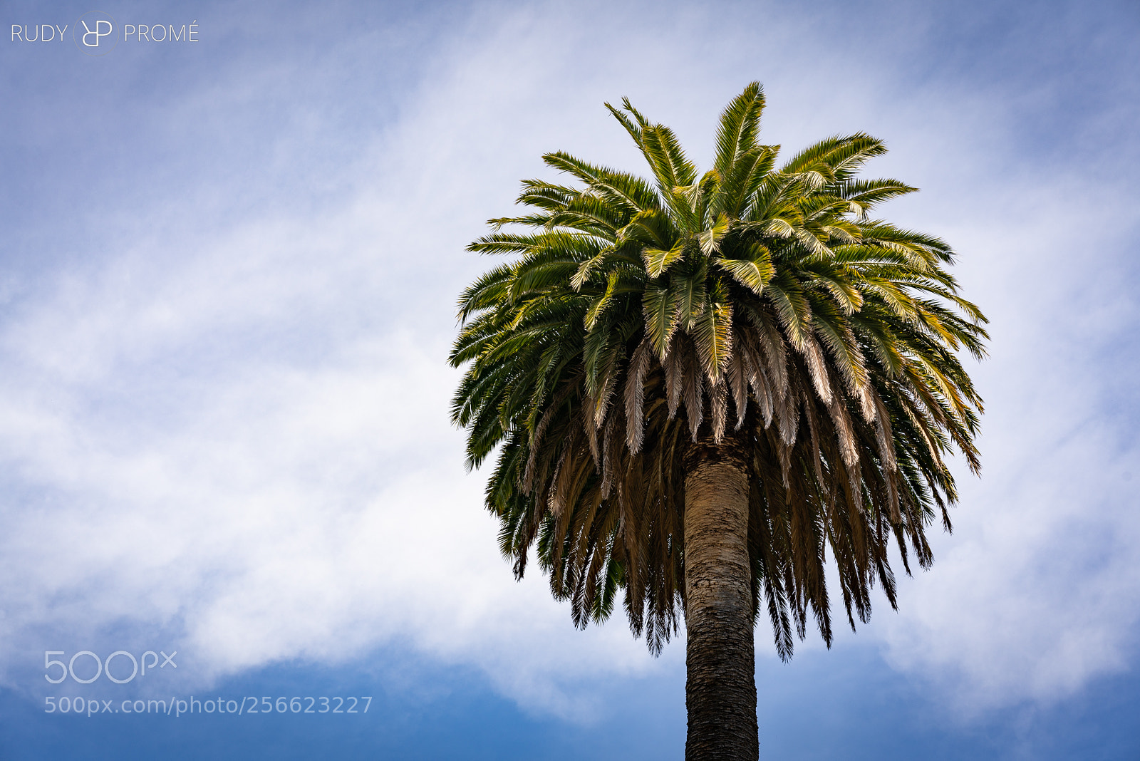 Sony a7R II sample photo. Palm tree photography