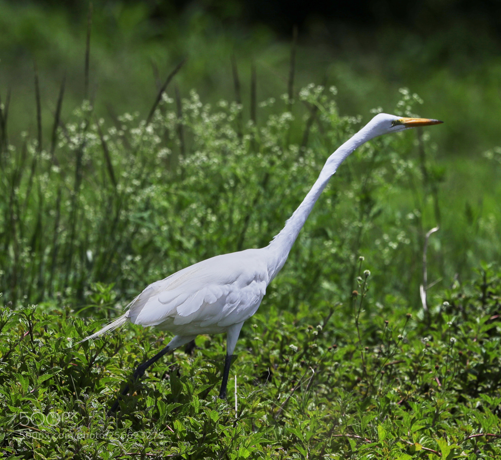 Canon EOS-1D X Mark II sample photo. 05-05-18-0016221.jpg photography