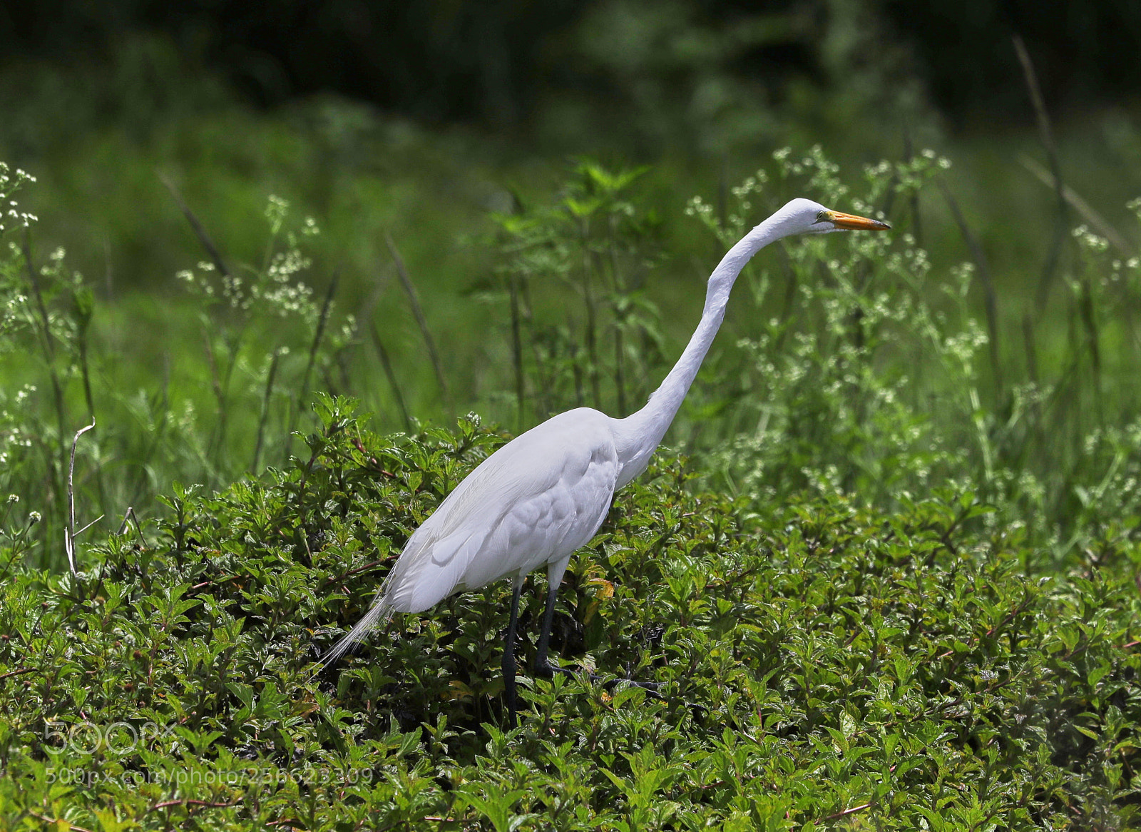 Canon EOS-1D X Mark II sample photo. 05-05-18-0016218.jpg photography