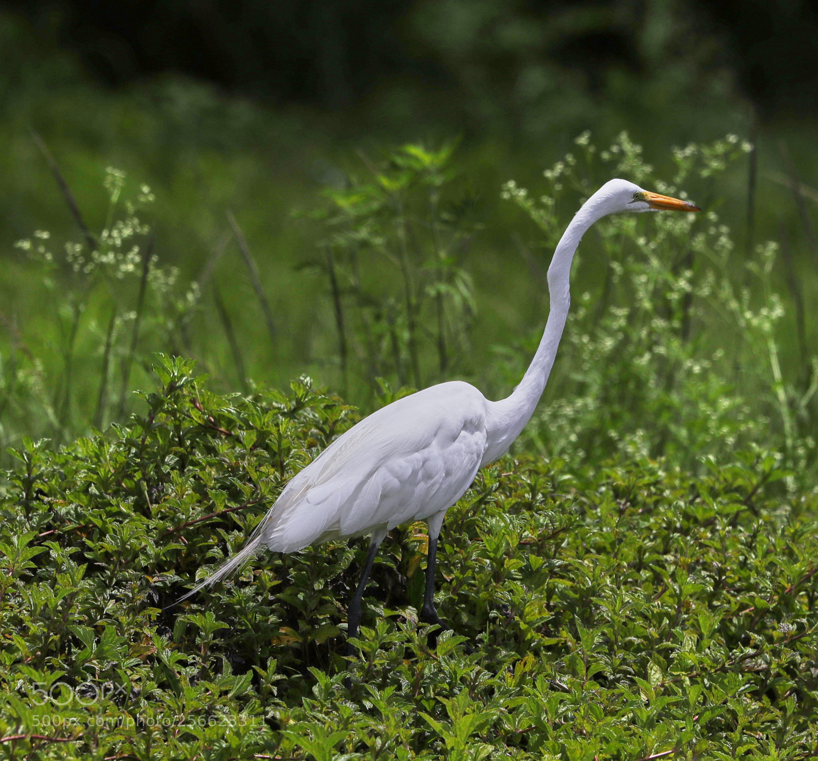 Canon EOS-1D X Mark II sample photo. 05-05-18-0016217.jpg photography