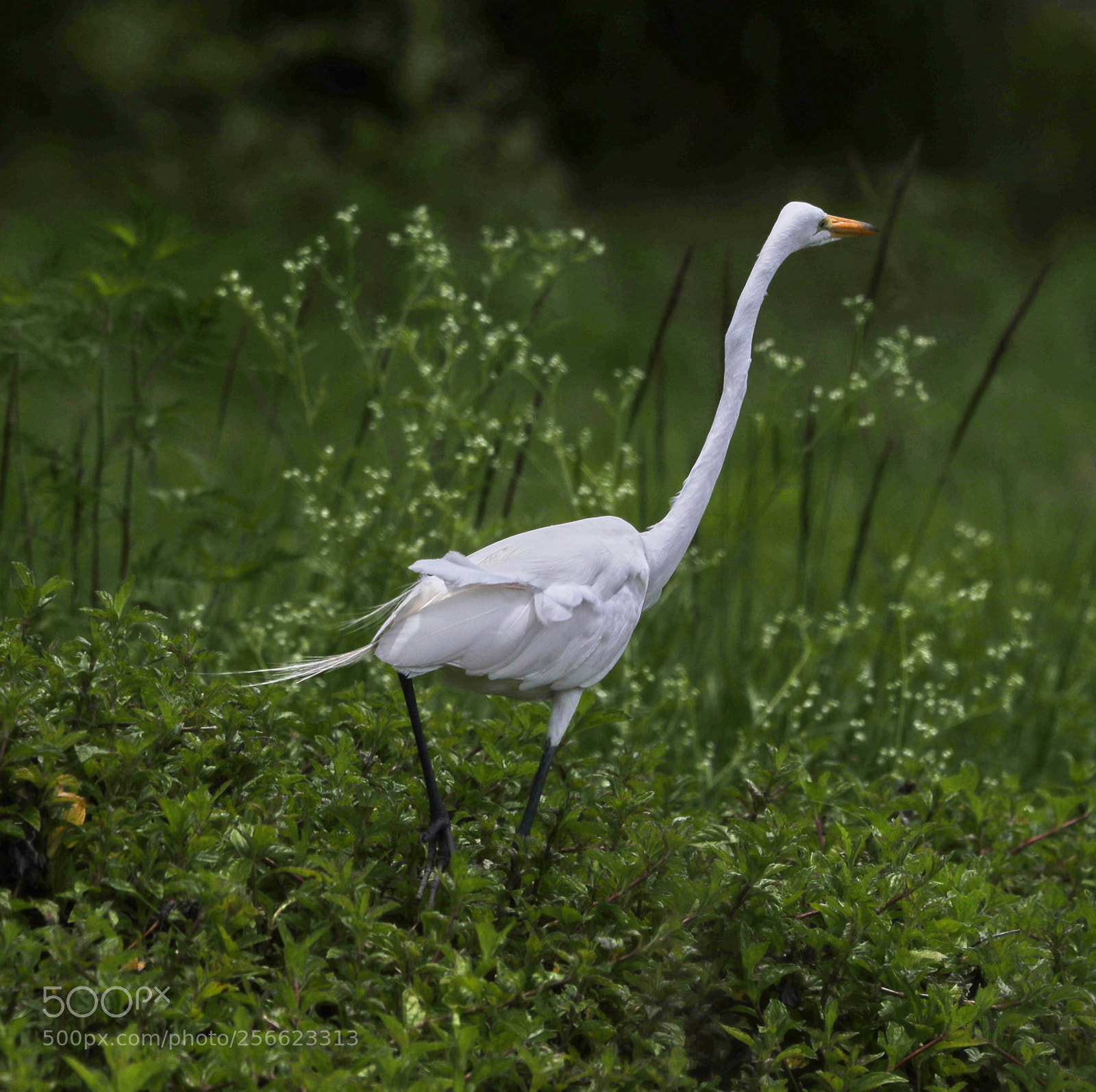 Canon EOS-1D X Mark II sample photo. 05-05-18-0016216.jpg photography