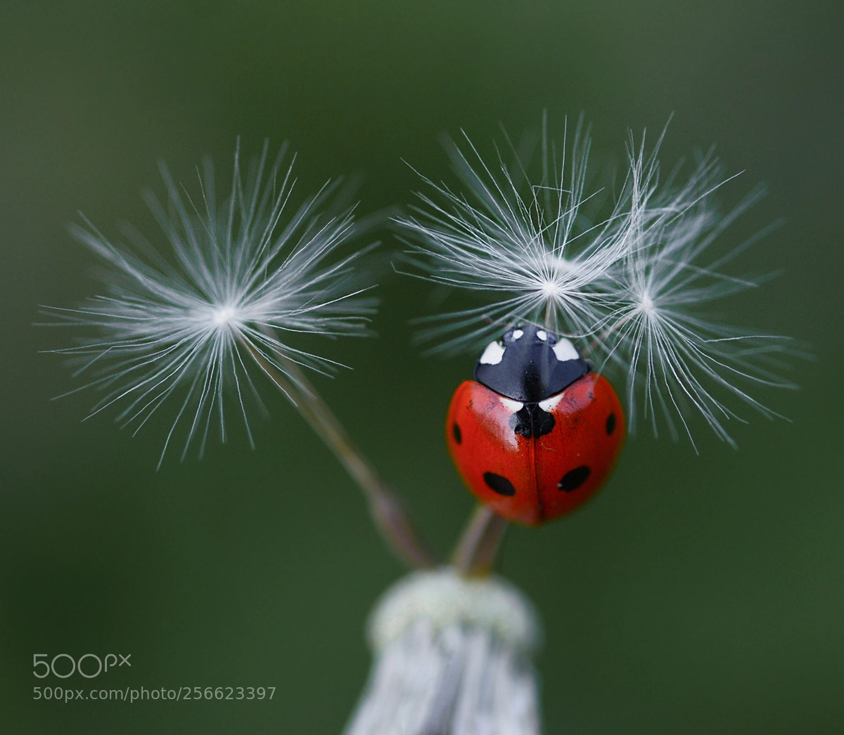 Nikon D7100 sample photo. Ladybug photography