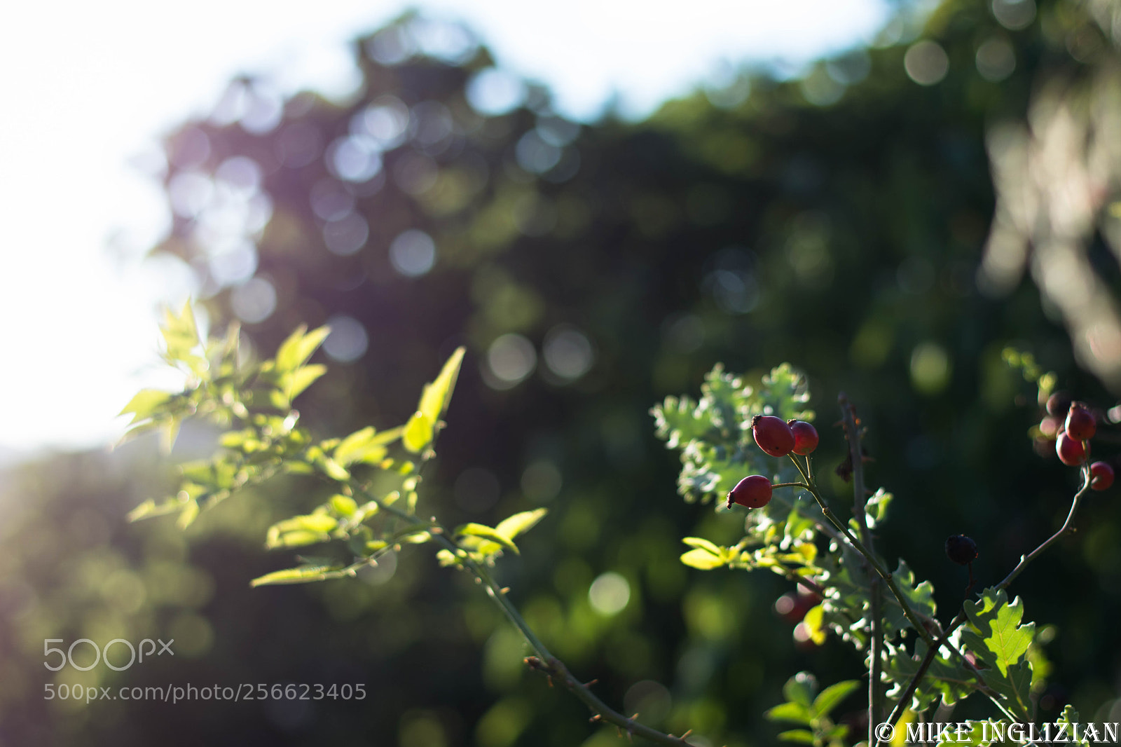 Nikon D5200 sample photo. Lumière florale photography