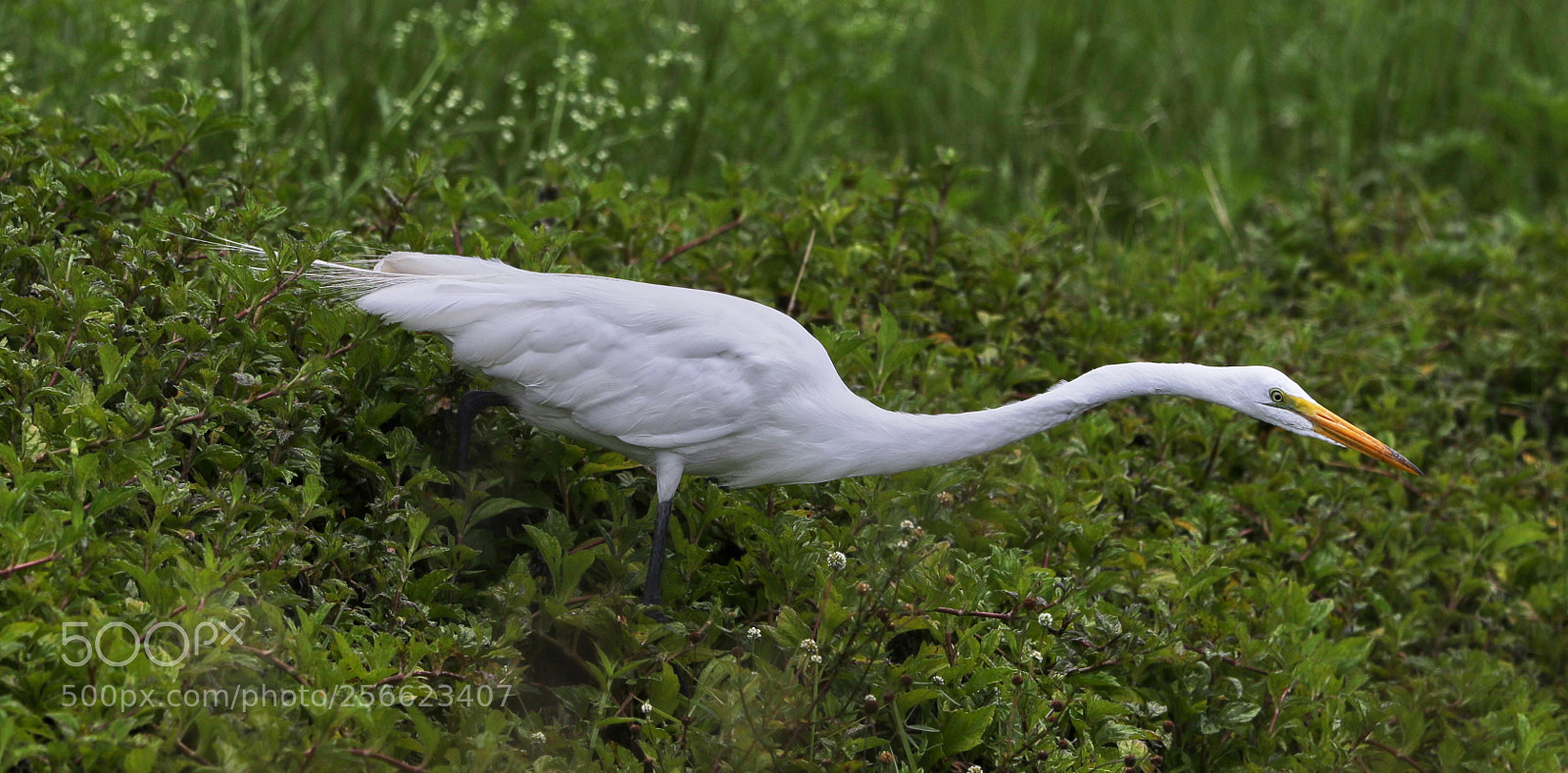 Canon EOS-1D X Mark II sample photo. 05-05-18-0016215.jpg photography