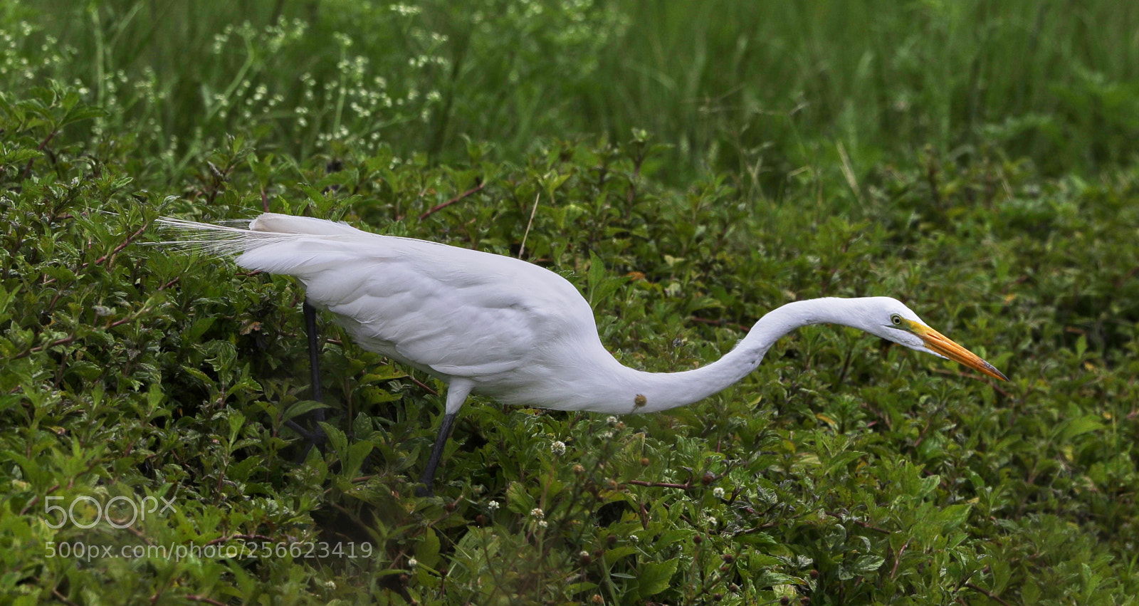 Canon EOS-1D X Mark II sample photo. 05-05-18-0016214.jpg photography