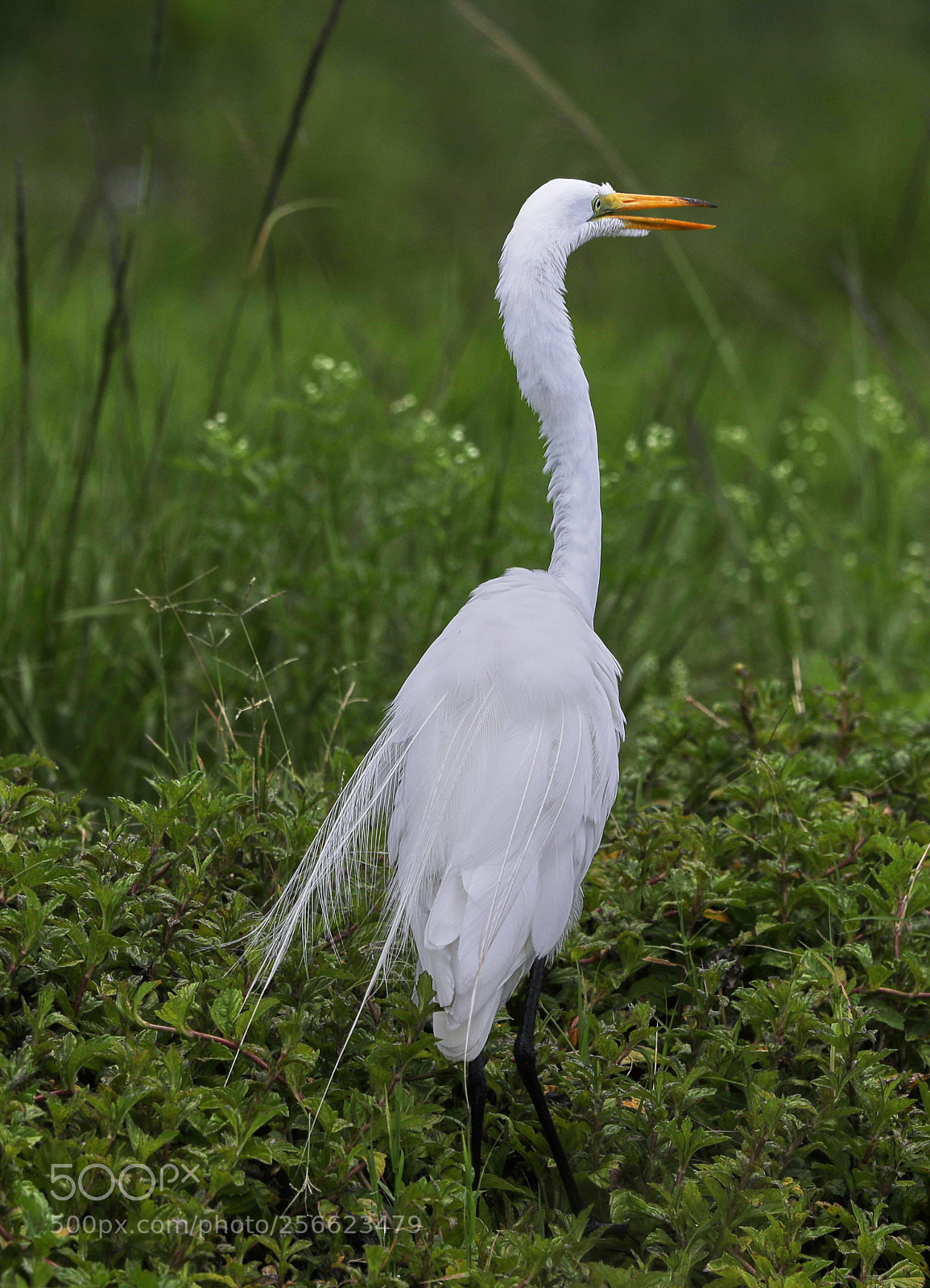 Canon EOS-1D X Mark II sample photo. 05-05-18-0016212.jpg photography
