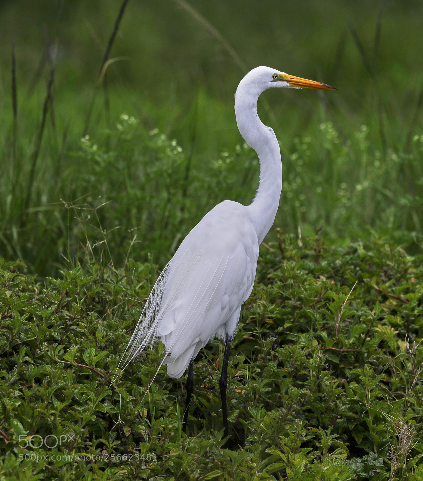 Canon EOS-1D X Mark II sample photo. 05-05-18-0016211.jpg photography