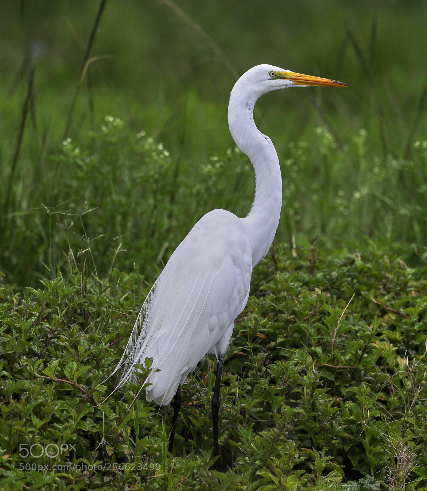 Canon EOS-1D X Mark II sample photo. 05-05-18-0016210.jpg photography