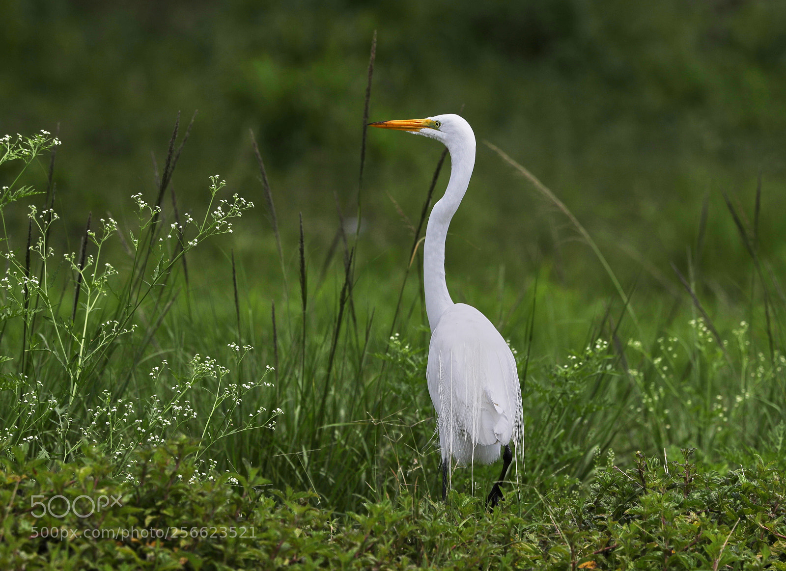 Canon EOS-1D X Mark II sample photo. 05-05-18-0016209.jpg photography