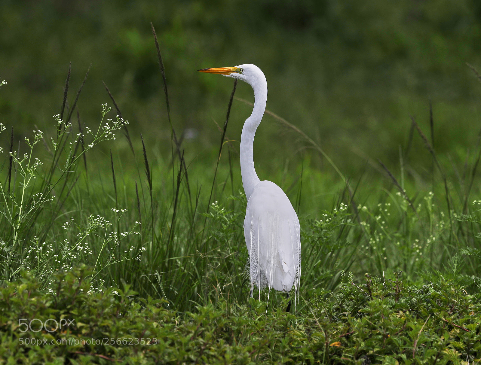 Canon EOS-1D X Mark II sample photo. 05-05-18-0016208.jpg photography