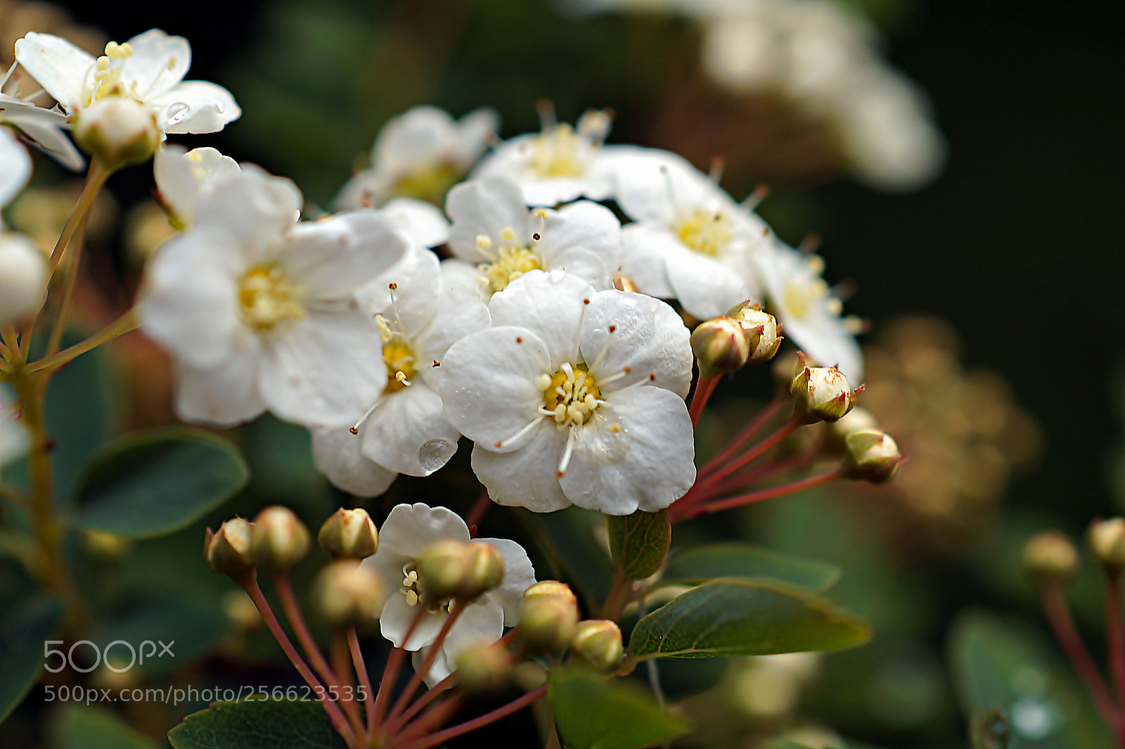 Sony SLT-A58 sample photo. *** blossoms *** photography