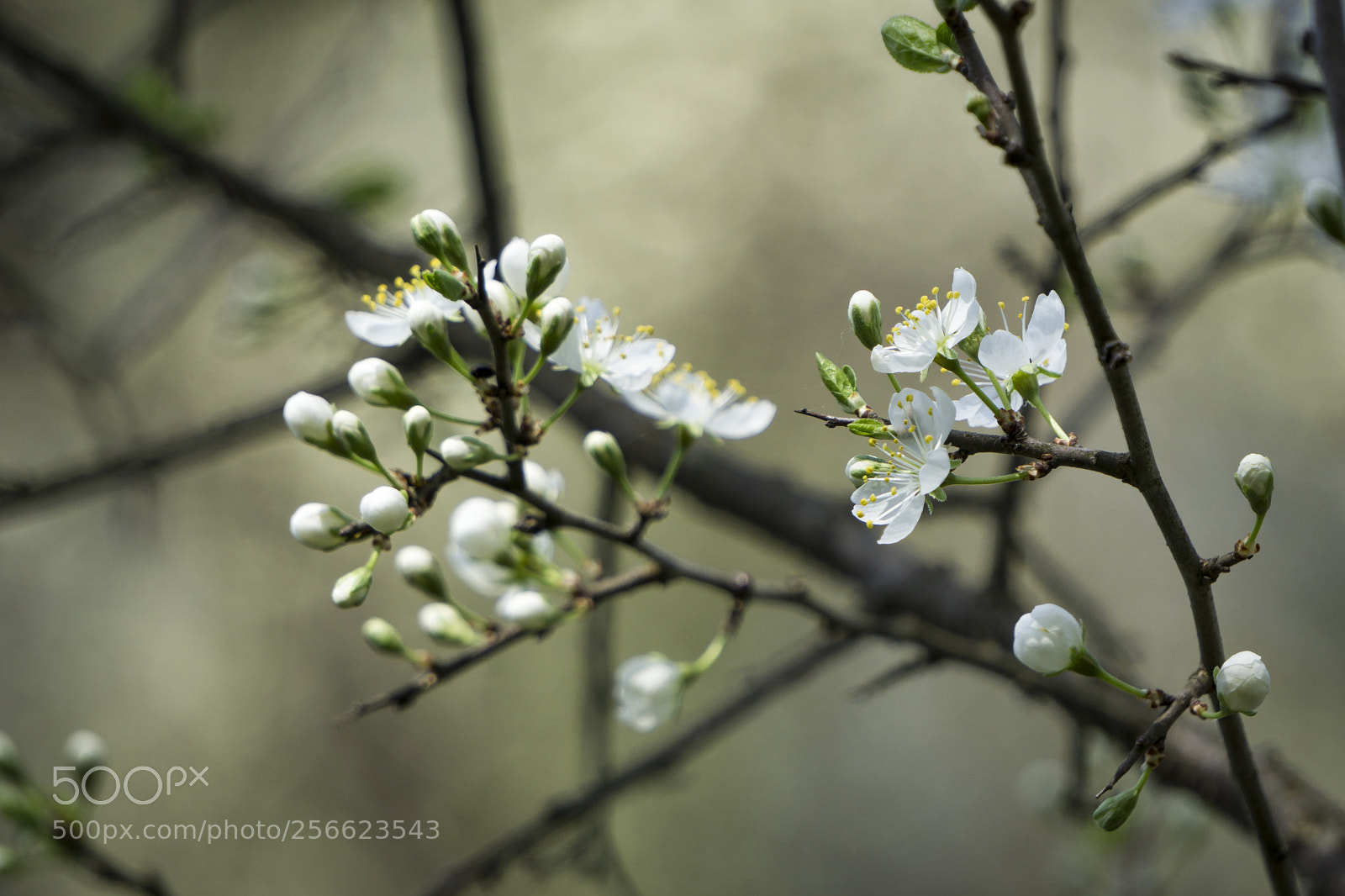 Sony a6000 sample photo. Spring.... photography