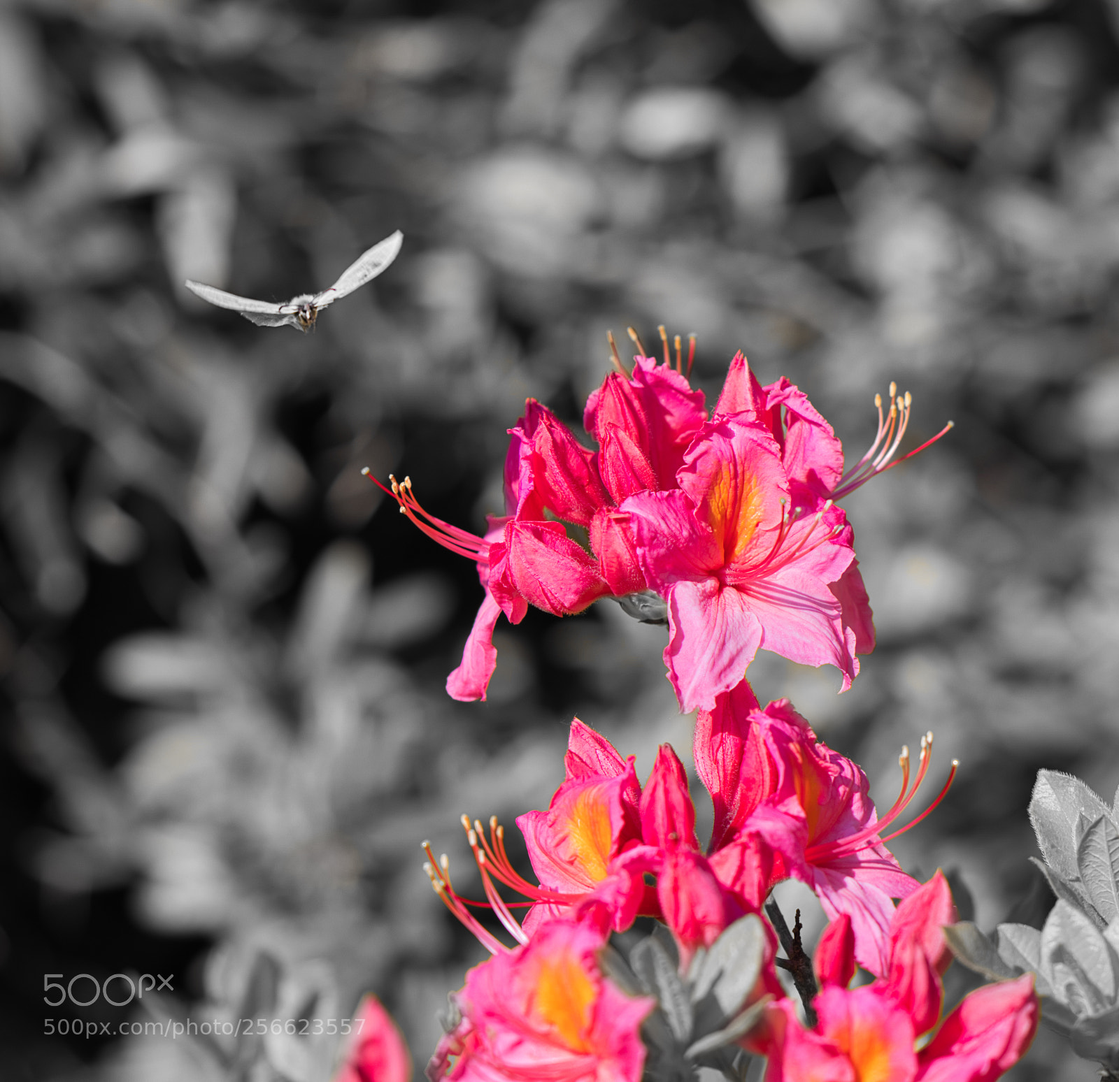 Canon EOS 80D sample photo. No good photography