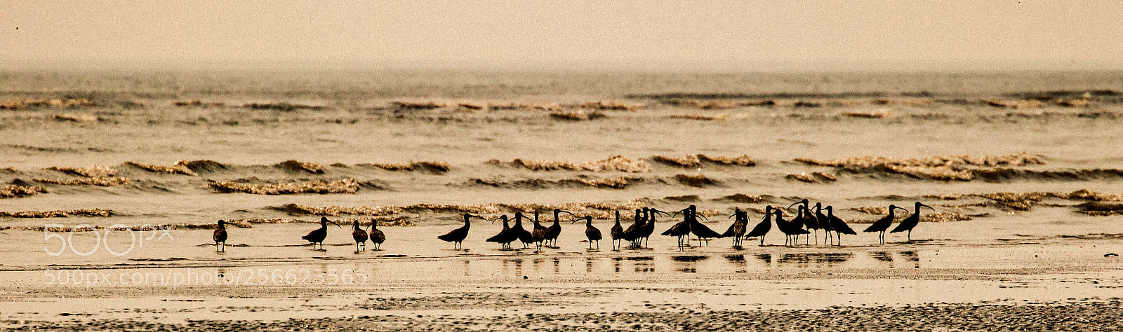 Canon EOS 750D (EOS Rebel T6i / EOS Kiss X8i) sample photo. Birds of a feather photography