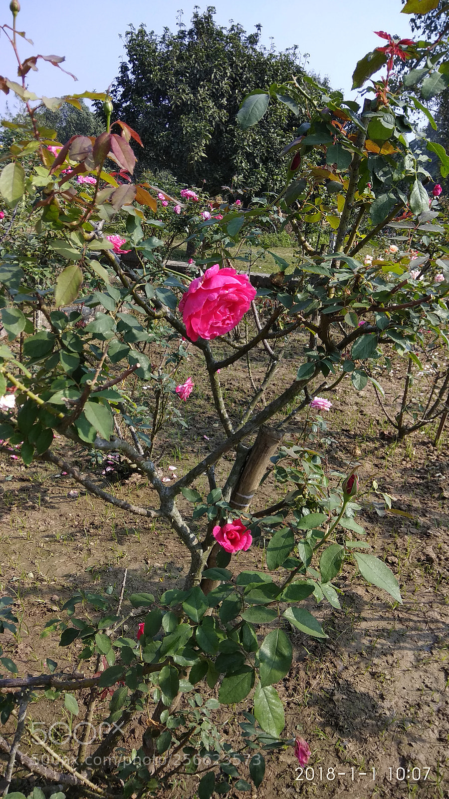 Xiaomi Redmi Note 4 sample photo. Untitled photography