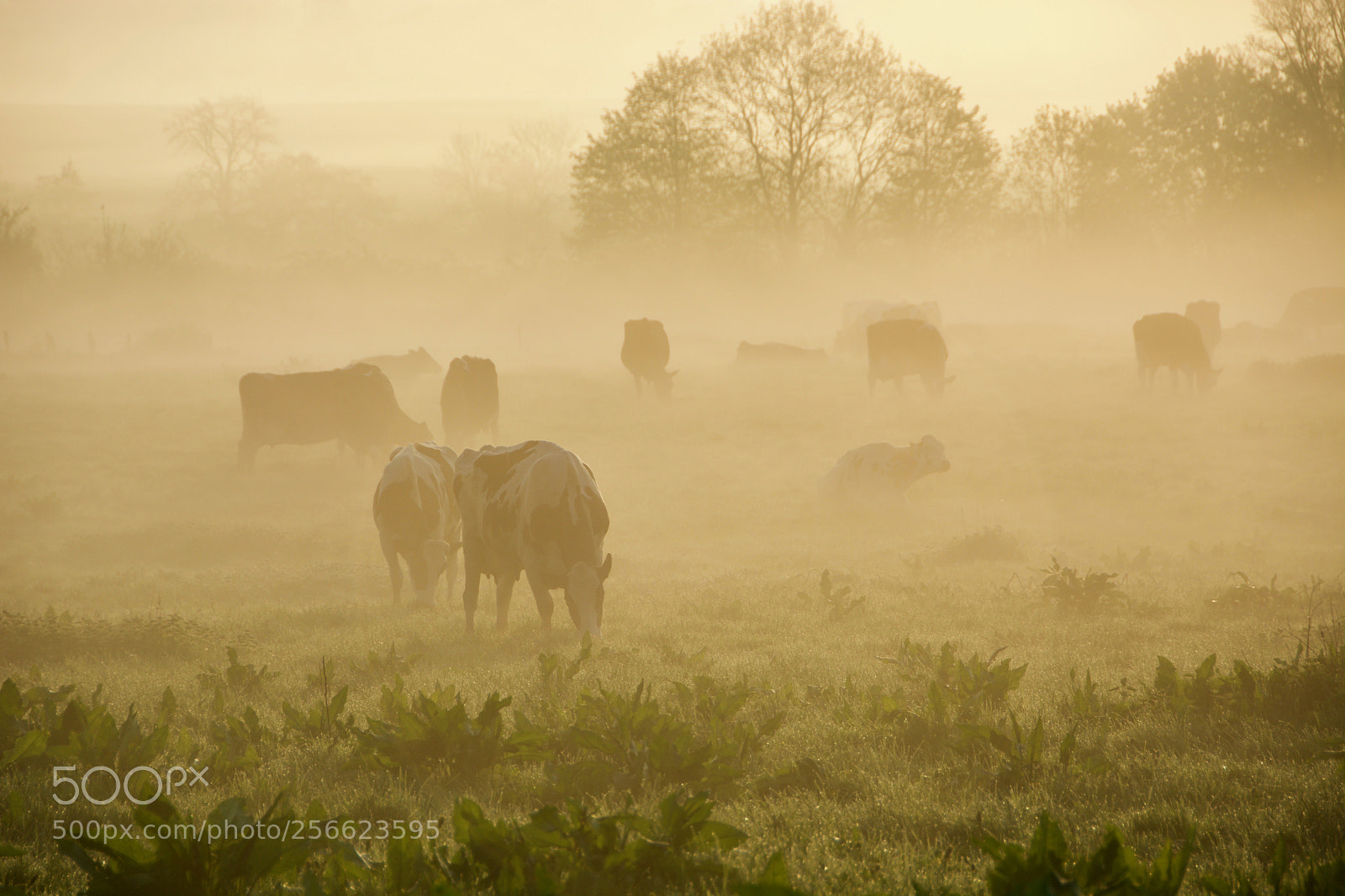 Nikon D7100 sample photo. Field mist photography