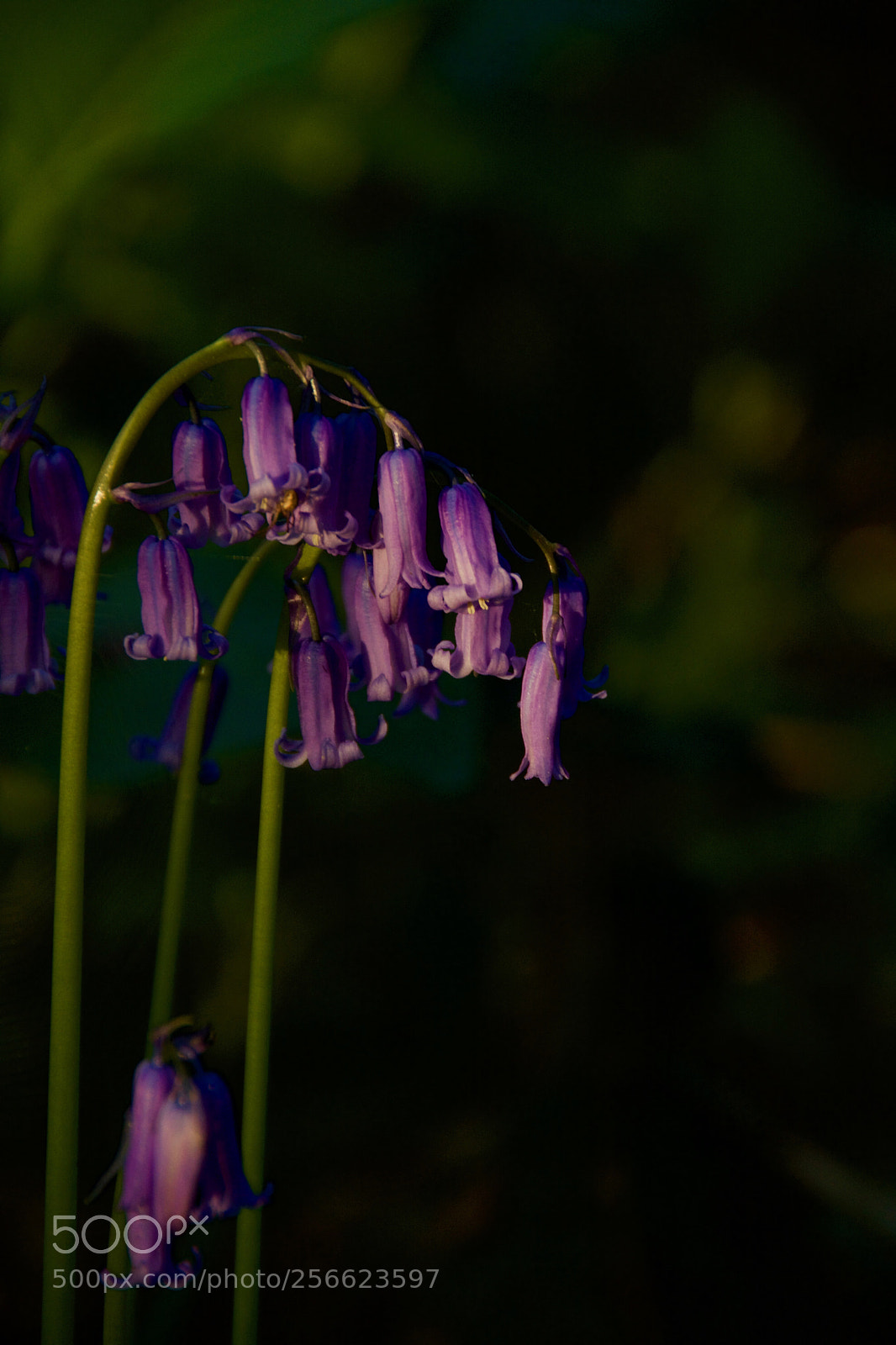 Nikon D7100 sample photo. Woodland bluebells photography