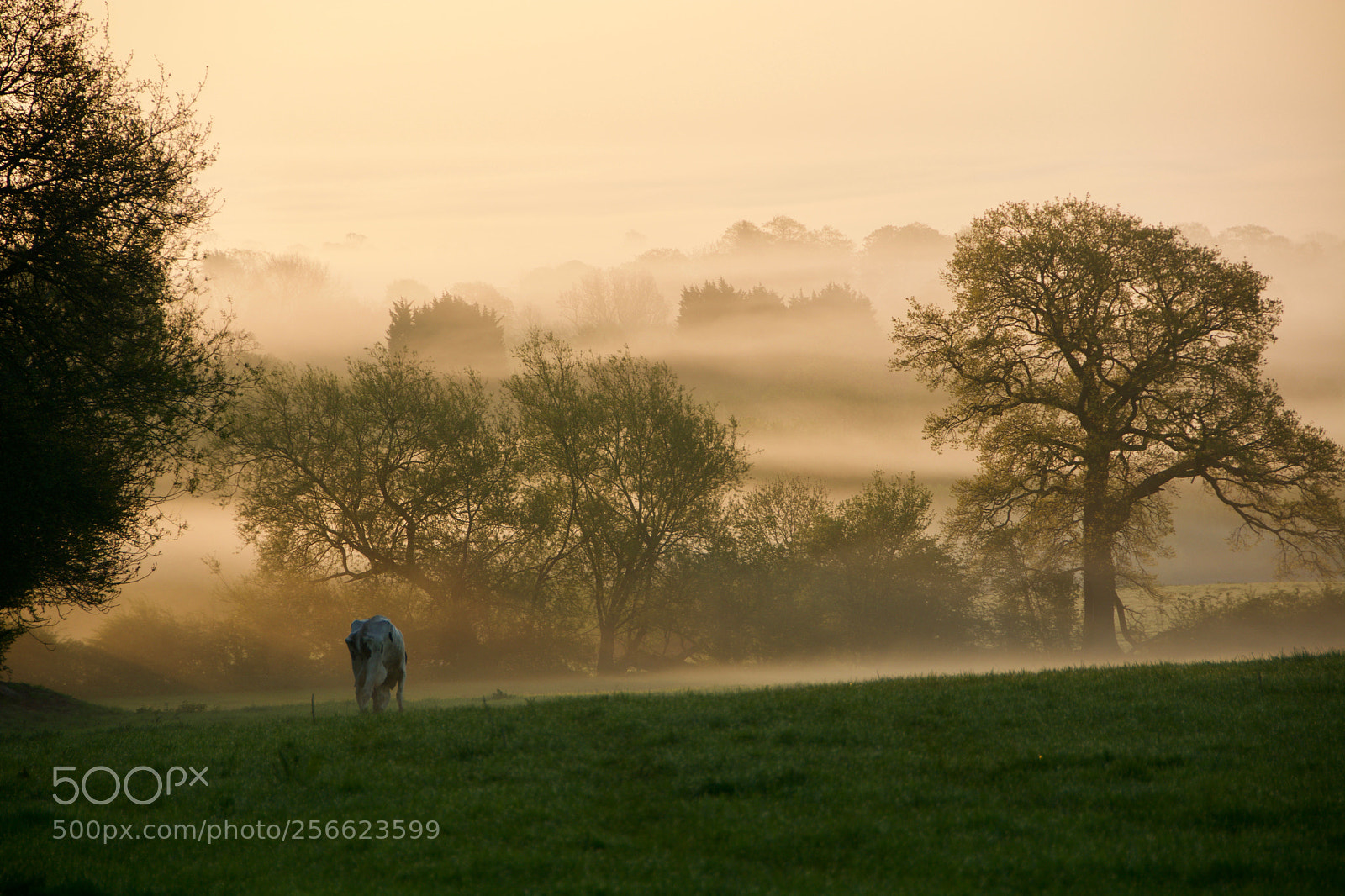 Nikon D7100 sample photo. Field mist photography