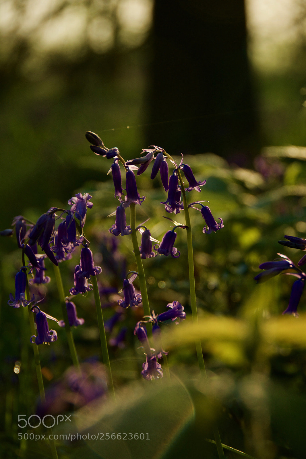 Nikon D7100 sample photo. Woodland bluebells photography