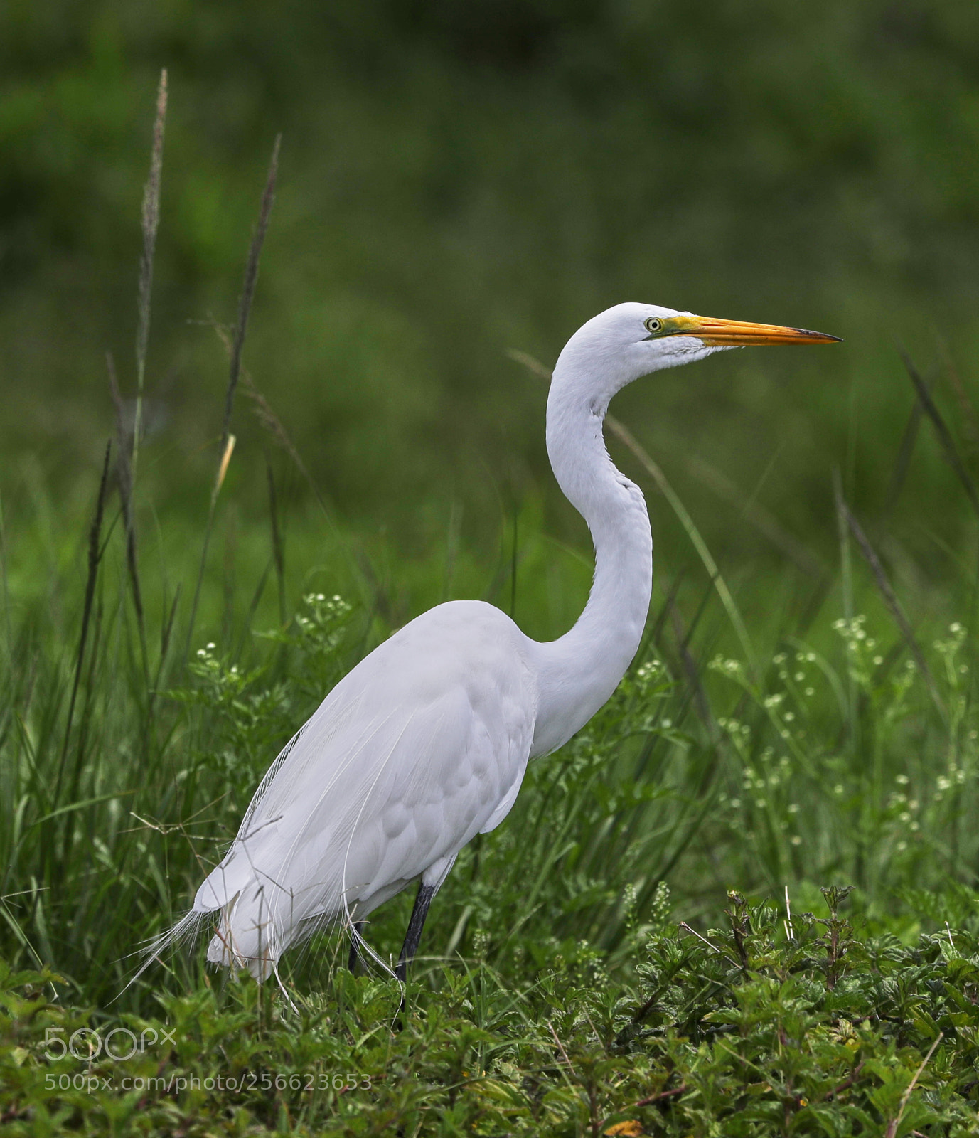 Canon EOS-1D X Mark II sample photo. 05-05-18-0016206.jpg photography