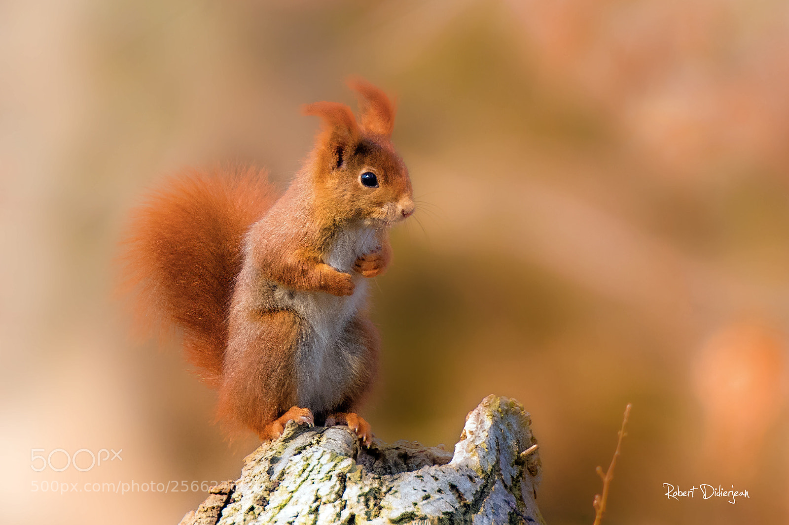 Nikon D810 sample photo. Little squirrel photography