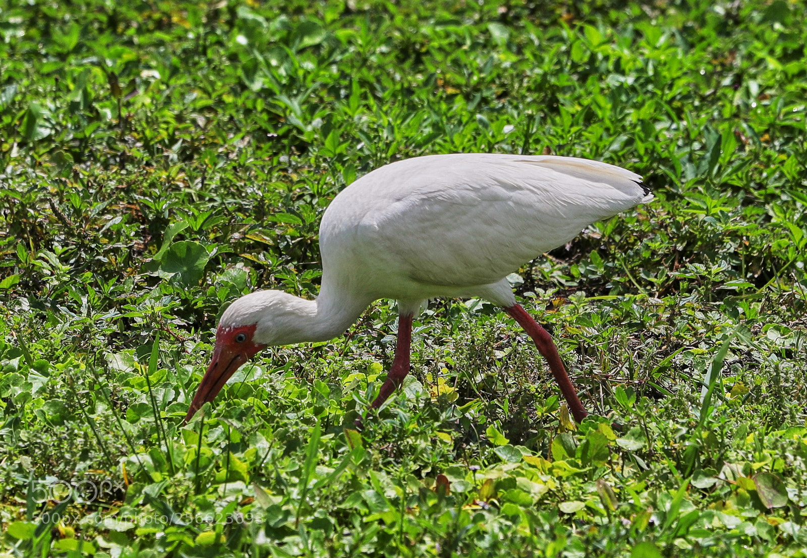 Canon EOS-1D X Mark II sample photo. 05-05-18-0016204.jpg photography