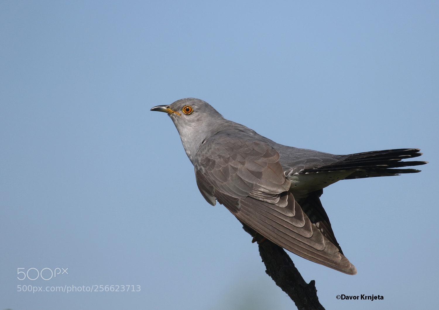 Canon EOS 7D Mark II sample photo. Common cuckoo photography