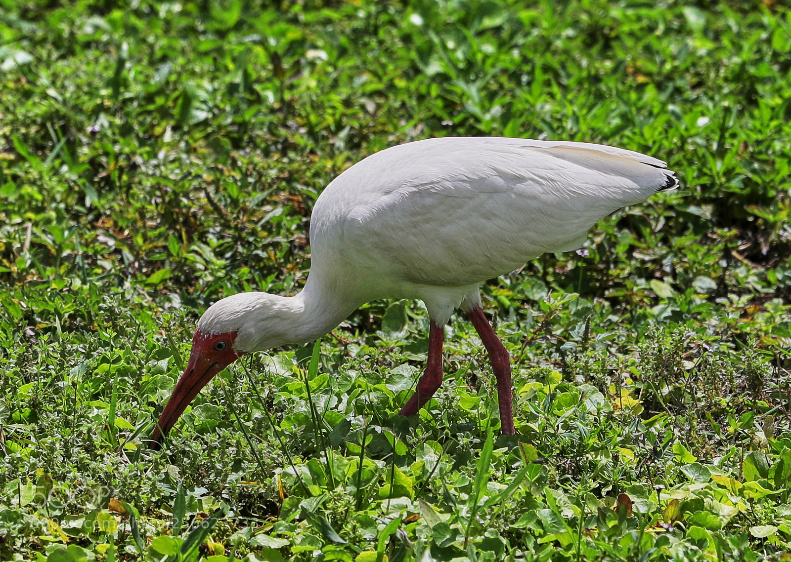 Canon EOS-1D X Mark II sample photo. 05-05-18-0016201.jpg photography