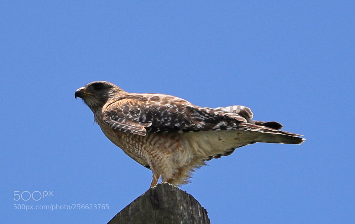 Canon EOS-1D X Mark II sample photo. 05-05-18-0016198.jpg photography