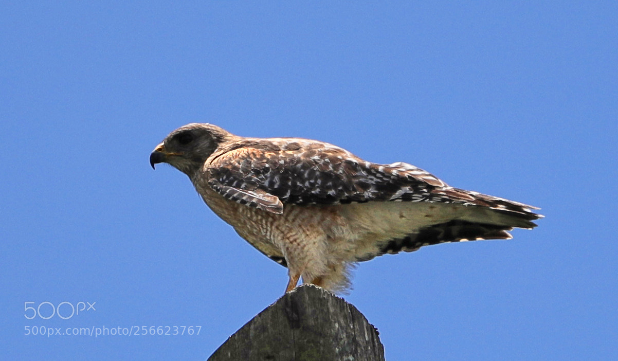 Canon EOS-1D X Mark II sample photo. 05-05-18-0016197.jpg photography