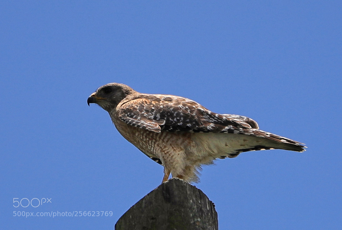 Canon EOS-1D X Mark II sample photo. 05-05-18-0016196.jpg photography