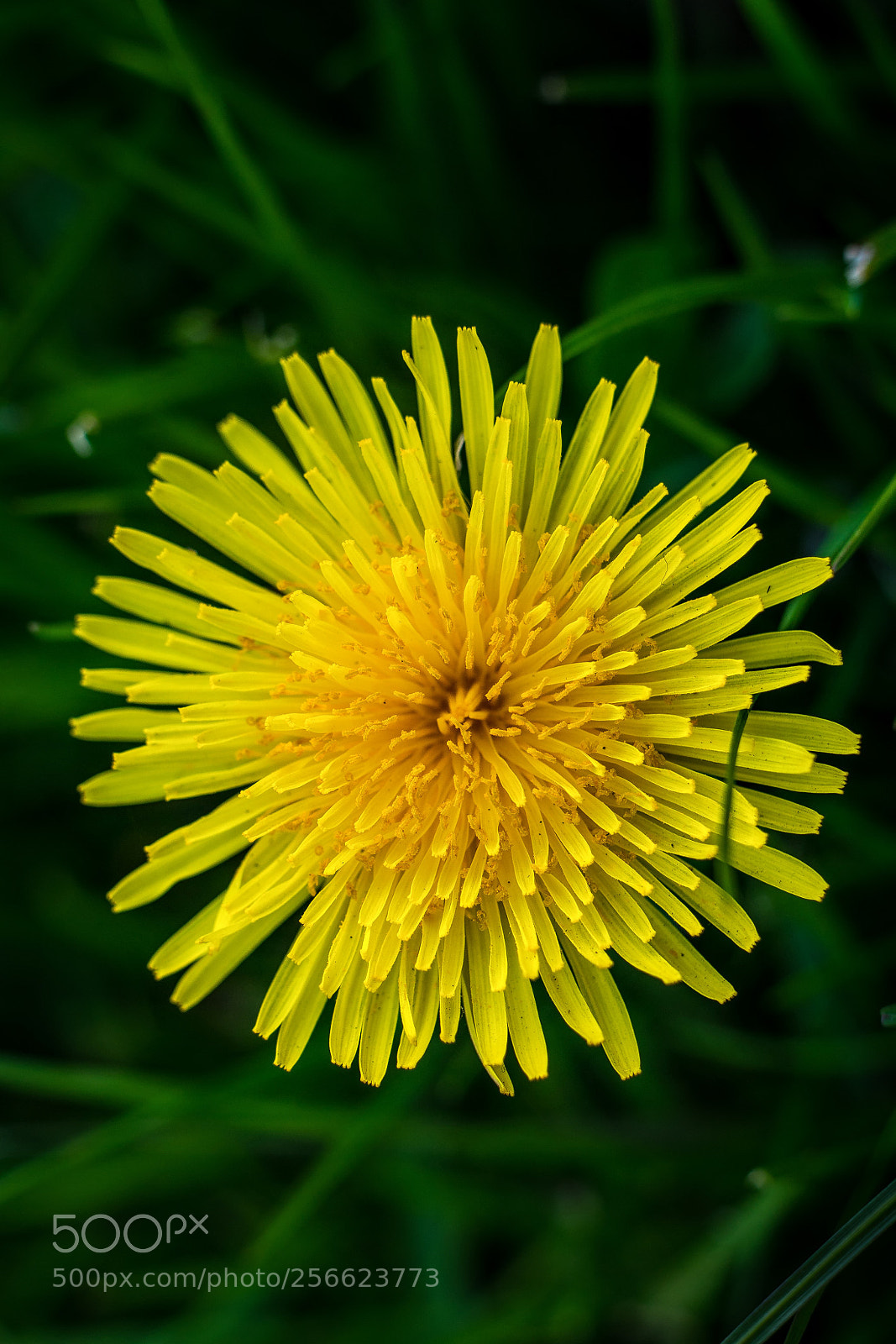 Sony a7 sample photo. Flower photography