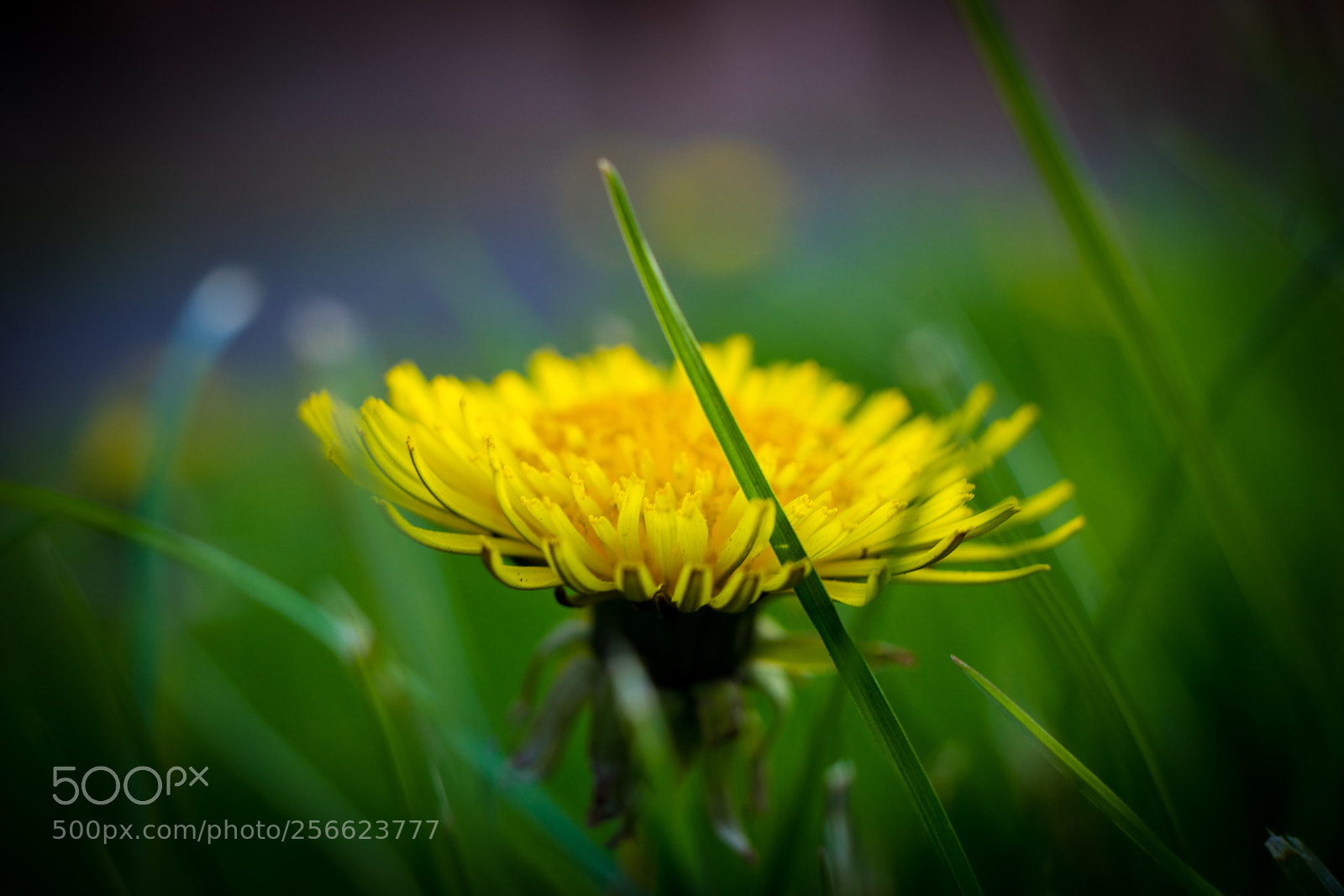 Sony a7 sample photo. Flower photography