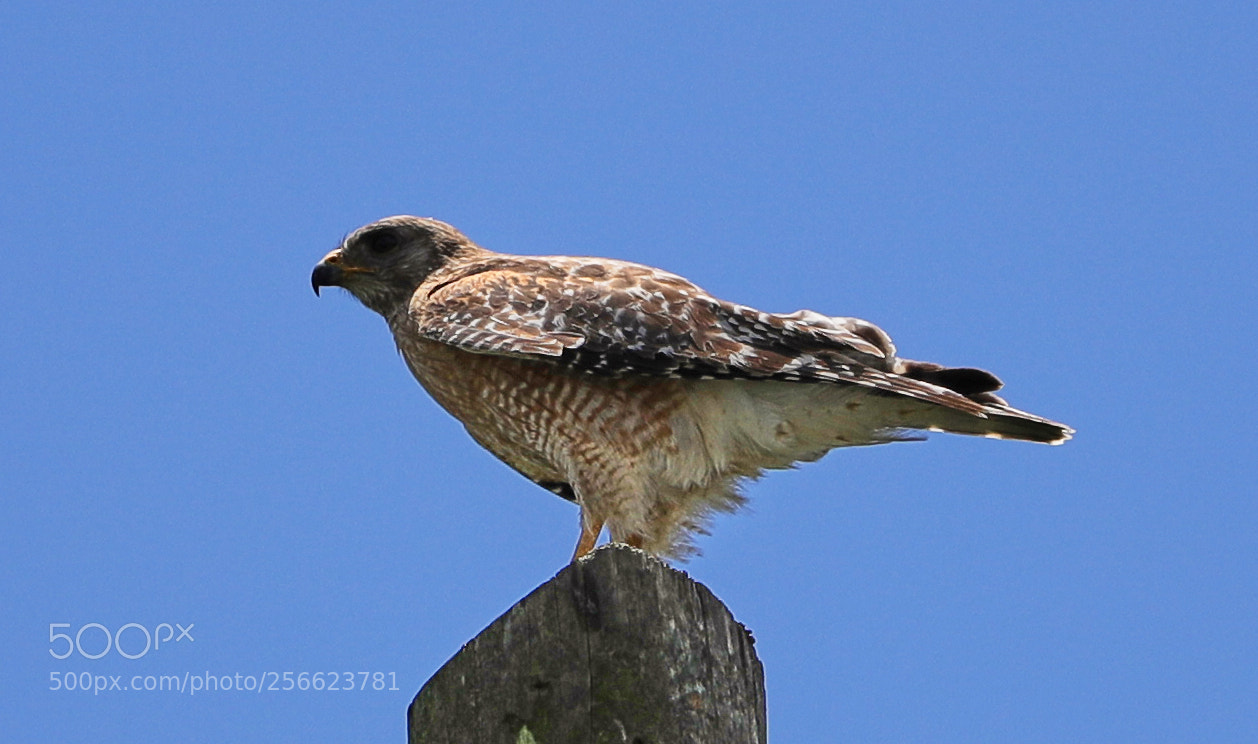 Canon EOS-1D X Mark II sample photo. 05-05-18-0016195.jpg photography