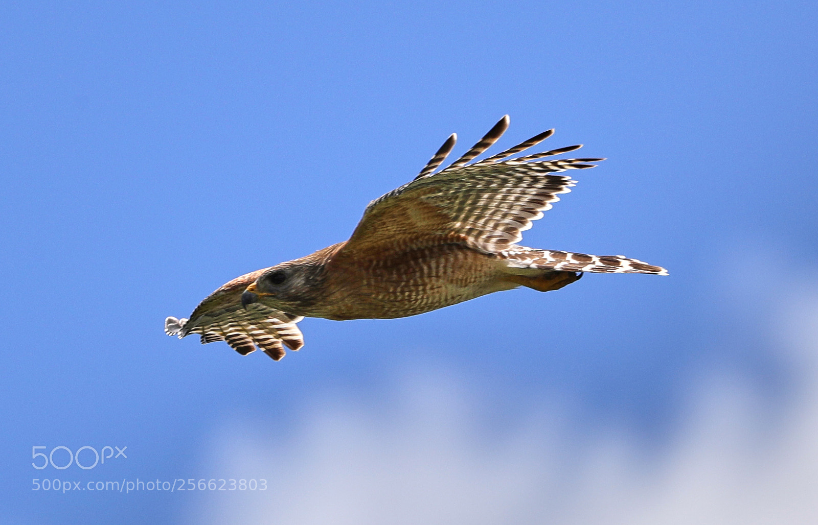 Canon EOS-1D X Mark II sample photo. 05-05-18-0016192.jpg photography
