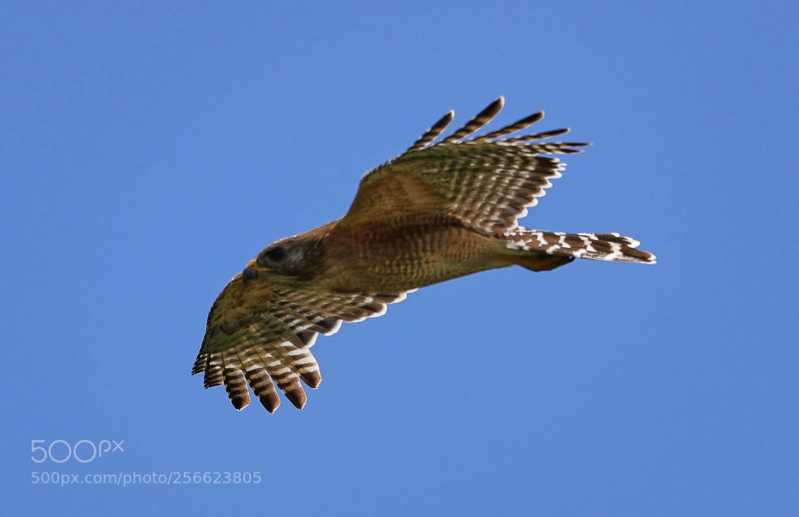 Canon EOS-1D X Mark II sample photo. 05-05-18-0016191.jpg photography