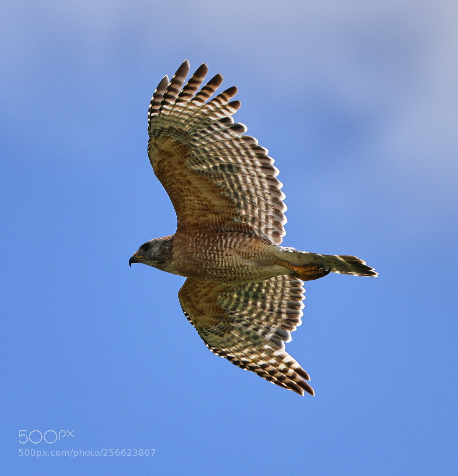 Canon EOS-1D X Mark II sample photo. 05-05-18-0016190.jpg photography