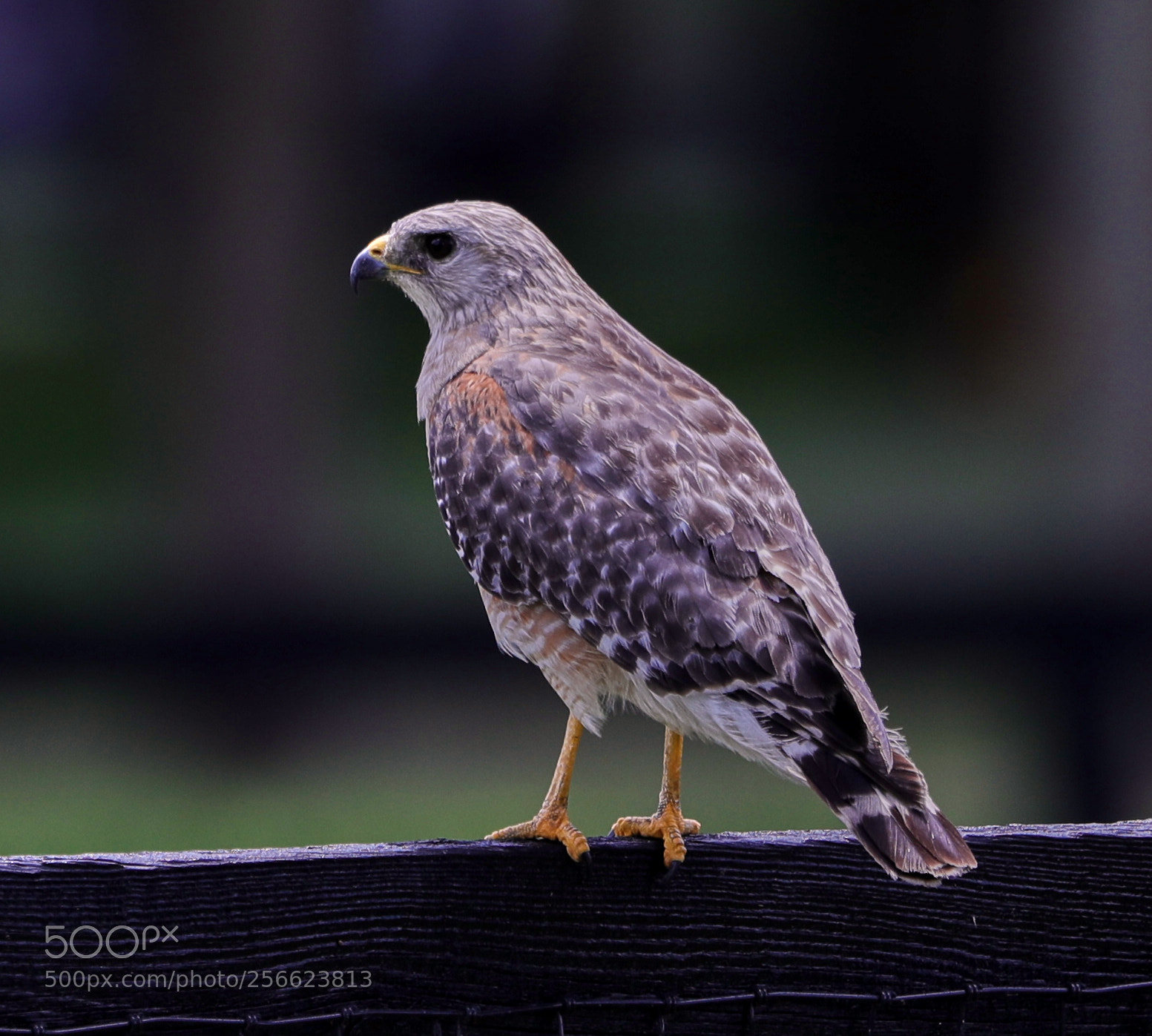 Canon EOS-1D X Mark II sample photo. 05-05-18-0016187.jpg photography